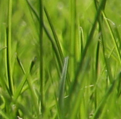 Gartenbau G�rtner Gepp