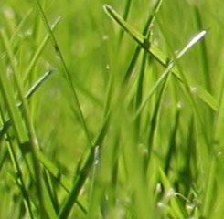 Gartengestaltung G�rtner Gepp