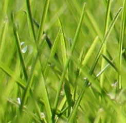 Gartenpflege G�rtner Gepp