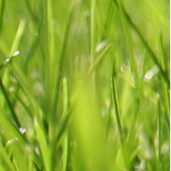 G�rtner Gepp