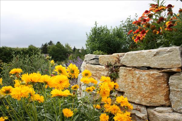 Detail Blumen - Steine im Hintergrund