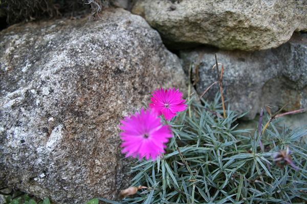 Eßbare Blumen