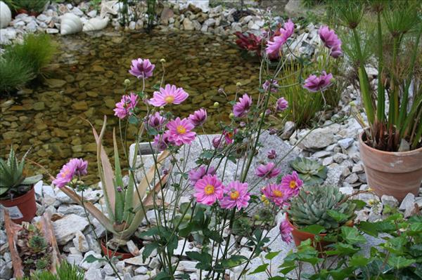 Der Zierteich mit ca. 3 m² war ursprünglich pflanzenlos.